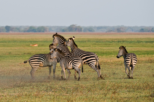 Zebras at Busanga