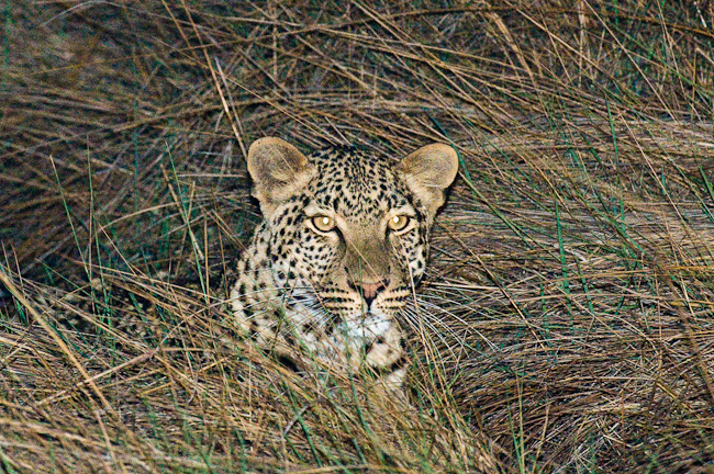 Leopard at Busanga