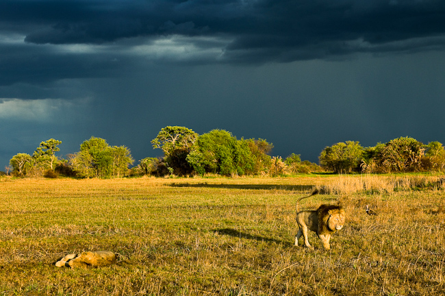 Lions on the plain at Kapinga Camp, Kafue