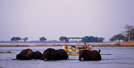 Elephant viewing from one of Chiawa's boats