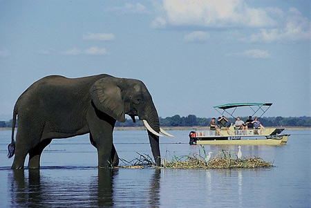 Elephants are almost always in sight along the Zambezi river