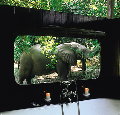 View from a guest tent bathroom with a frequent visitor outside