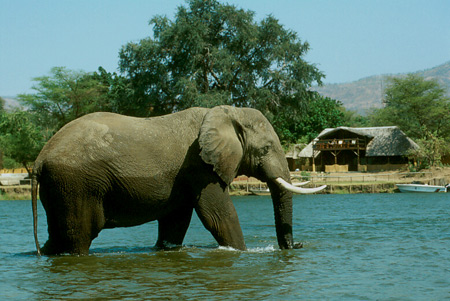 An elephant saunters past Chiawa Camp in the Zambezi river