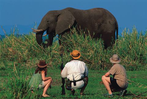 Chiawa Camp offers excellent game viewing from vehicle, boat and as shown here, on foot!