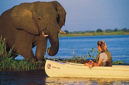 Up-close game viewing is one of the Zambezi's specialties