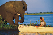 Up-close game viewing is one of the Zambezi's specialties