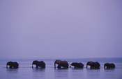 A lovely sight as a herd crosses the river near Chiawa Camp