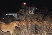 Lions are living dangerously when they confront a porcupine