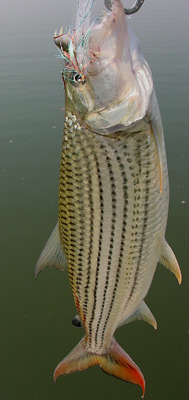 The tigerfish is a highly prized game fish in the Zambezi