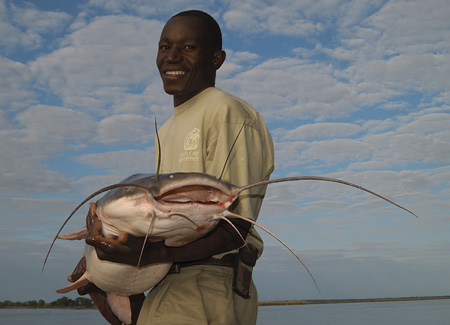 A nice Vundu Catfish caught at Chiawa