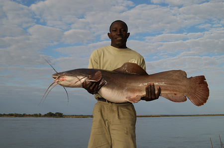 Vundu Catfish caught in the river near camp 