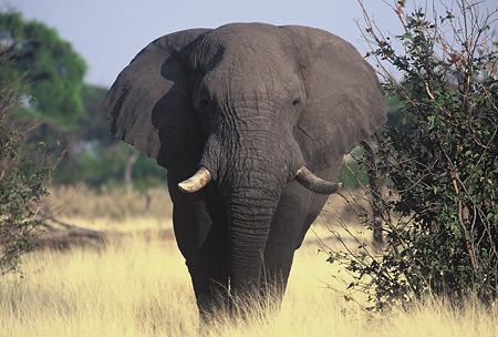 Magnificent bull elephant, South Luangwa, Zambia