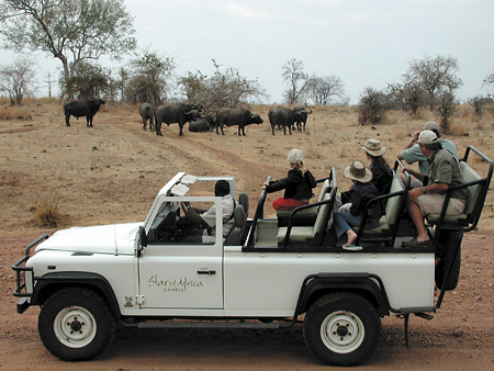 Buffalo herd - Chichele Lodge game drive, Zambia