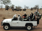 Buffalo herd - Chichele Lodge game drive, Zambia