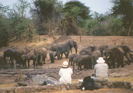 Elephants drinking - Chichele Lodge, South Luangwa