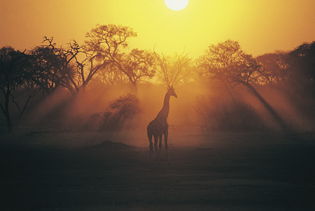 A lone giraffe is silhouetted against the falling sun at Chichele Lodge in South Luangwa