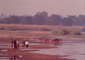 Walking safaris are a must in South Luangwa