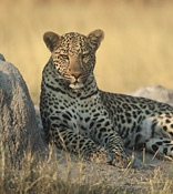 Leopards are regularly seen in South Luangwa
