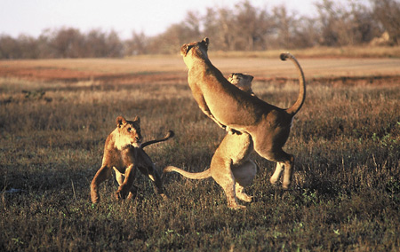 Playful lionesses - South Luangwa National Park, Zambia