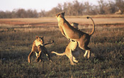 Playful lionesses - South Luangwa National Park, Zambia