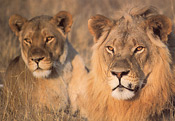 Lion pair, South Luangwa National Park, Zambia
