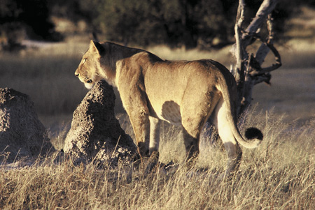 Lioness - South Luangwa National Park, Zambia
