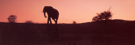 Elephant spotted in dawn's light at Chichele Lodge, Zambia