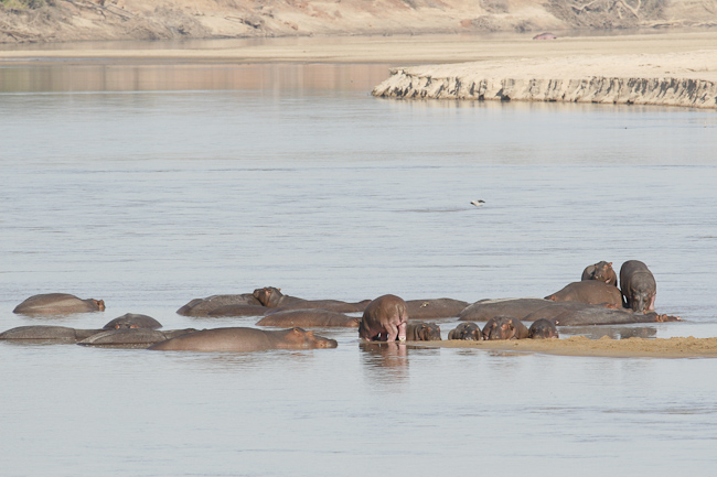 Hippo pod in the Luangwa river