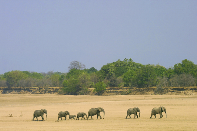 Elephants crossing the dry Luangwa river bed in Zambia