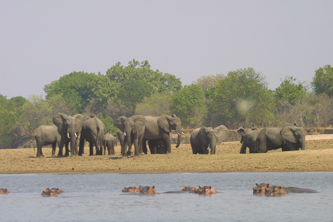 Elephants and hippos along the Luangwa river