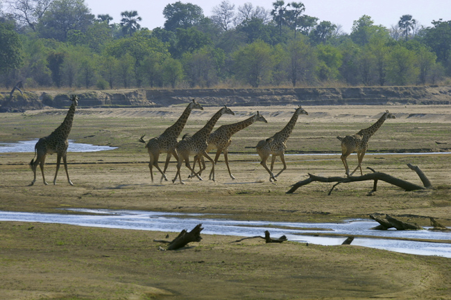 Thornycroft's giraffes on the river bed