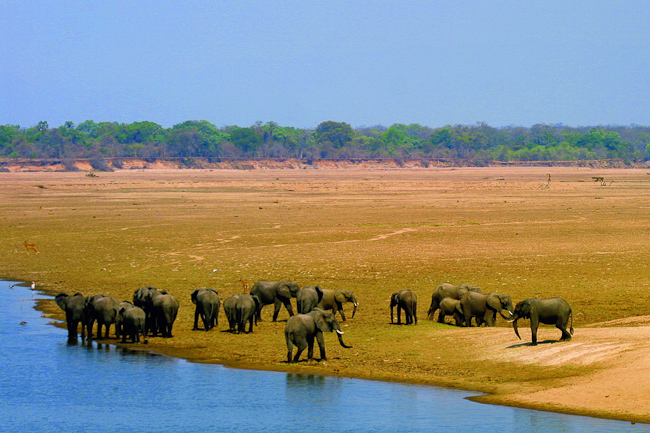 Elephants on the river bank