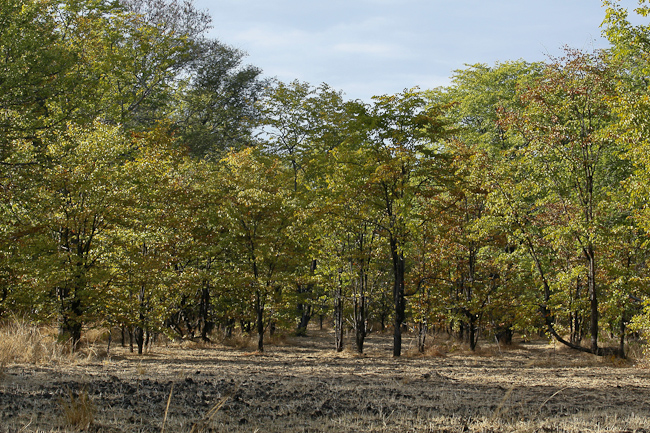 Mopane forest