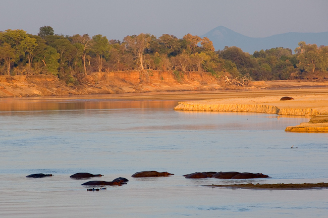 Hippos in the Luangwa river