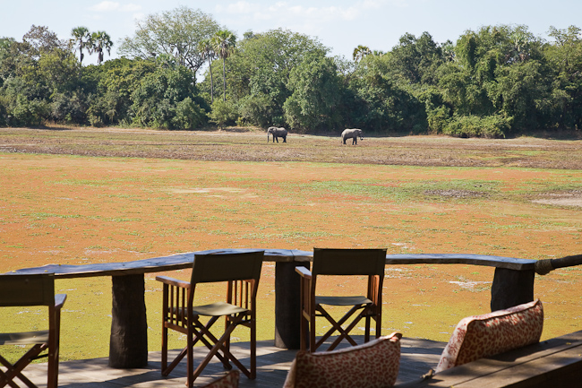 View of elephants from the main deck