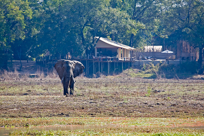 Bull elephant in front of camp