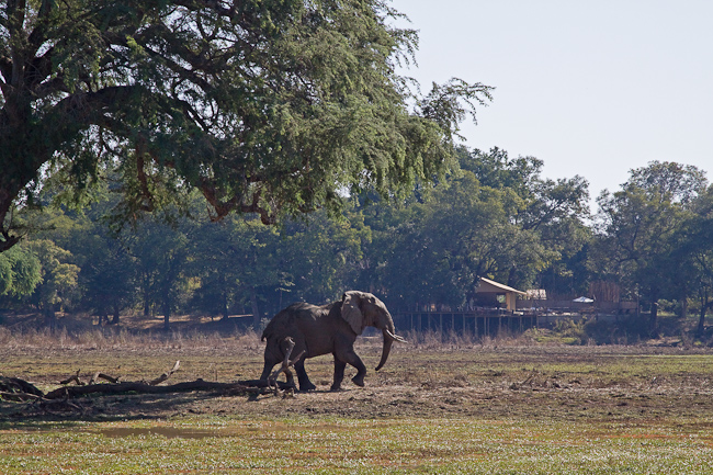 Elephant in fromt of camp