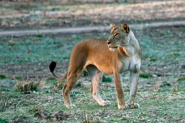 Lioness at Kalamu in Zambia's South Luangwa