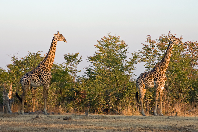 Thornycroft's Giraffes