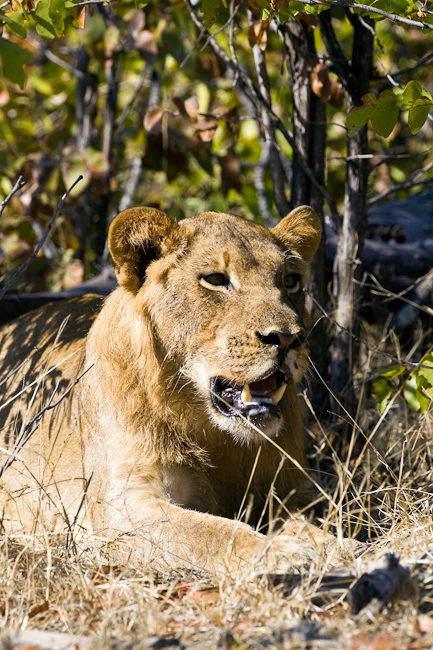 Sub-adult male lion