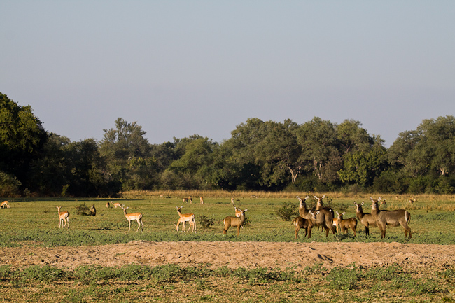 Waterbucks and impalas