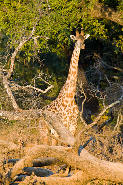 Thornycroft's giraffe