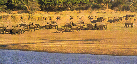 Elephants on the bank of the Luangwa River, Kapani Lodge, Zambia