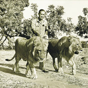 Early photo of Norman Carr walking his lions, Zambia