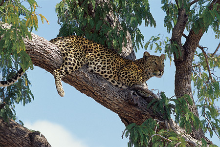 Leopard, Kapani Lodge, South Luangwa, Zambia