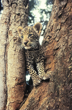 Leopard cub, Kapani Lodge, South Luangwa, Zambia
