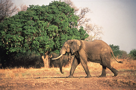 Bull elephant, Kapani Lodge, South Luangwa, Zambia