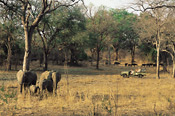 Elephants & Buffalo, Kapani Lodge game drive, Zambia