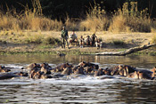 Hippos and walking safari, Kapani Lodge, Zambia