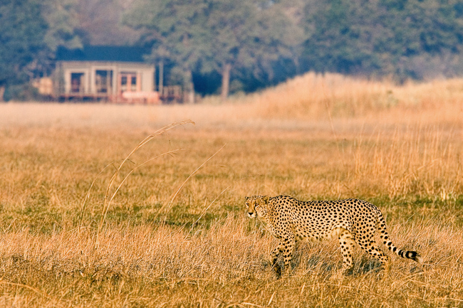 Cheetah crossing in front of Kapinga Camp, Kafue